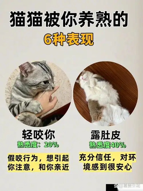 2025猫咪依赖度积分榜：成年猫的“黏人”数据大揭秘，你家猫第几档？